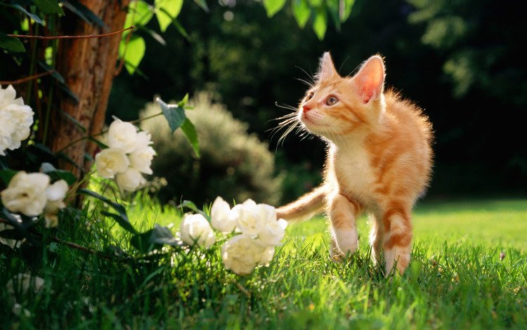 цветы, рыжий котяра, травка, flowers, a ginger cat, weed