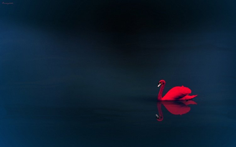 вода, отражение, красный лебедь, water, reflection, red swan
