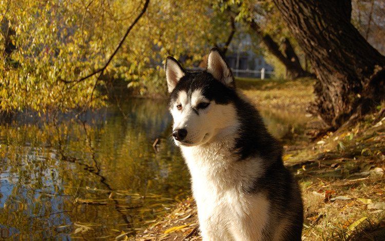 собака, хаски, друг, сибирский хаски, dog, husky, each, siberian husky