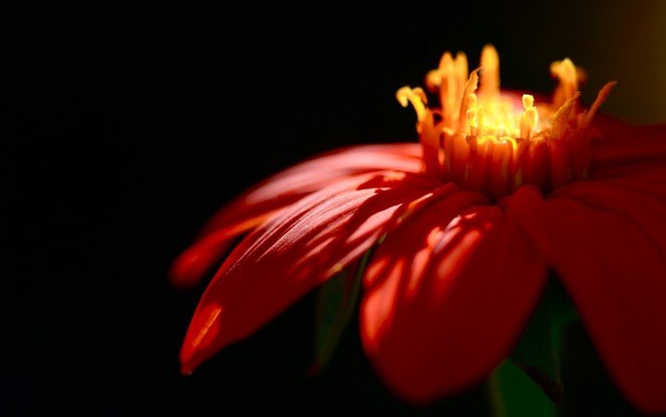свет, фокус камеры, лепестки, красные, light, the focus of the camera, petals, red