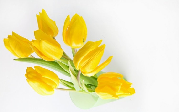 цветы, желтый, жёлтая, stoc, flowers, yellow