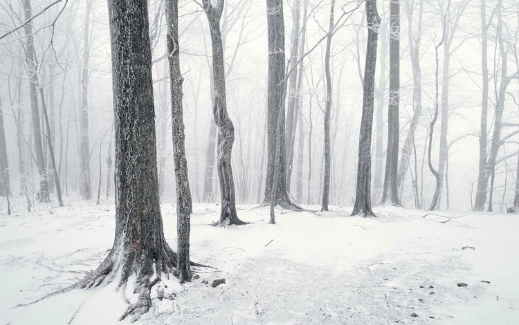 деревья, снег, лес, зима, стволы, чёрно-белое, trees, snow, forest, winter, trunks, black and white