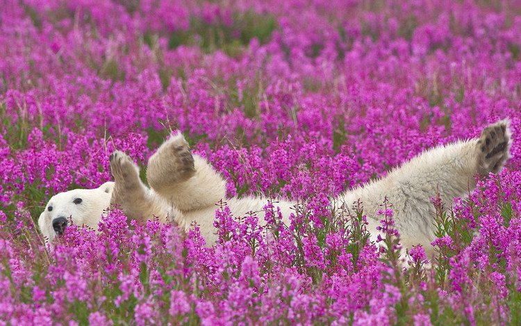 цветы, полярный медведь, flowers, polar bear