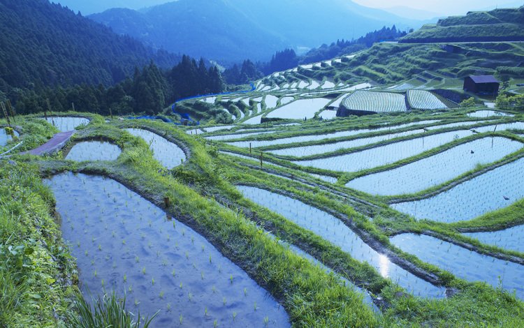 рисовые поля, rice fields