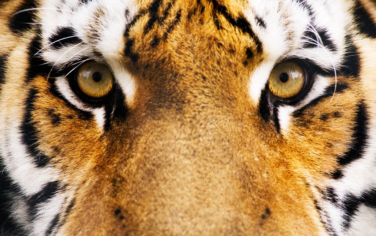 тигр, глаза, морда, полосы, 17, tiger, eyes, face, strip
