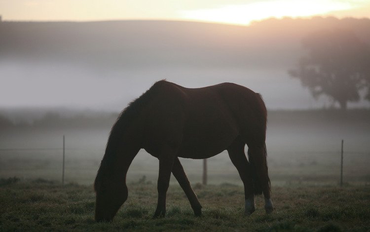 трава, кони, фото, пастбище, утро, животные, туман, поле, пейзажи, лошади, grass, horses, photo, pasture, morning, animals, fog, field, landscapes, horse