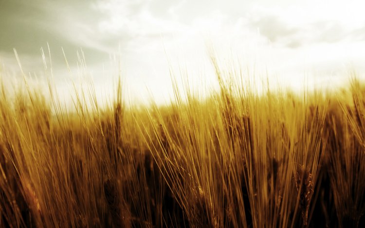 небо, жатва, природа, фото, поле, колосья, пшеница, колоски, урожай, the sky, the harvest, nature, photo, field, ears, wheat, spikelets, harvest