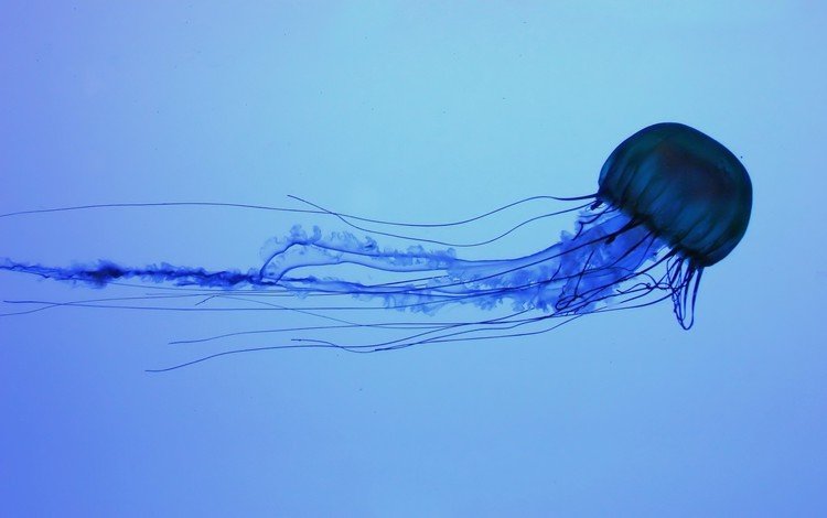 синий, море, океан, медуза, подводный мир, blue, sea, the ocean, medusa, underwater world