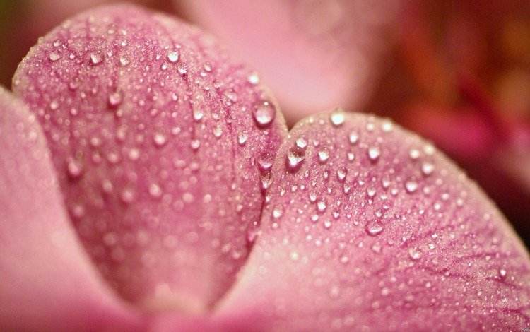 макро, роса, капли, лепесток, розовый, macro, rosa, drops, petal, pink