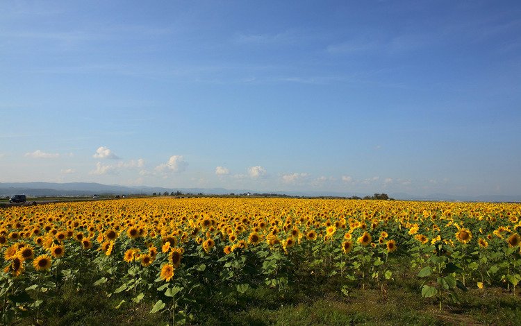 желтый, поле, подсолнухи, yellow, field, sunflowers
