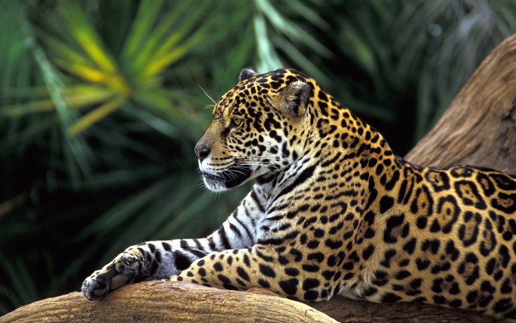 леопард, лежит отдыхает, большая кошка, leopard, lies resting, big cat