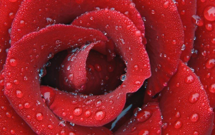 капли, роза, лепестки, красный, drops, rose, petals, red