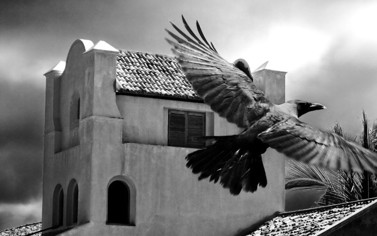 черно-белая, птица, пальма, здание, black and white, bird, palma, the building