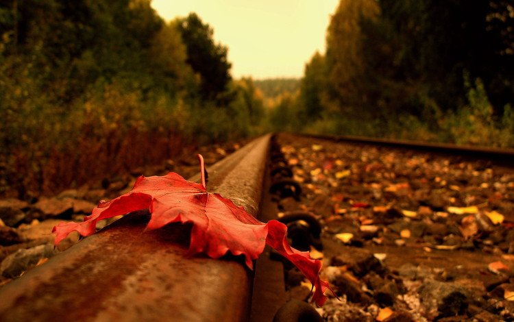 дорога, рельсы, осень, лист, road, rails, autumn, sheet