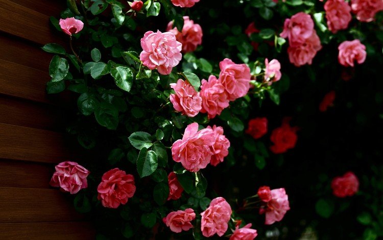 цветы, бутоны, листья, розы, лепестки, стена, розовые, куст, flowers, buds, leaves, roses, petals, wall, pink, bush
