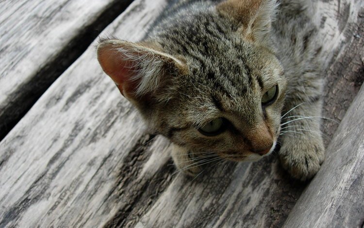 кот, мордочка, усы, кошка, взгляд, котенок, лежит, деревяный пол, серый, grey, cat, muzzle, mustache, look, kitty, lies, wooden floor