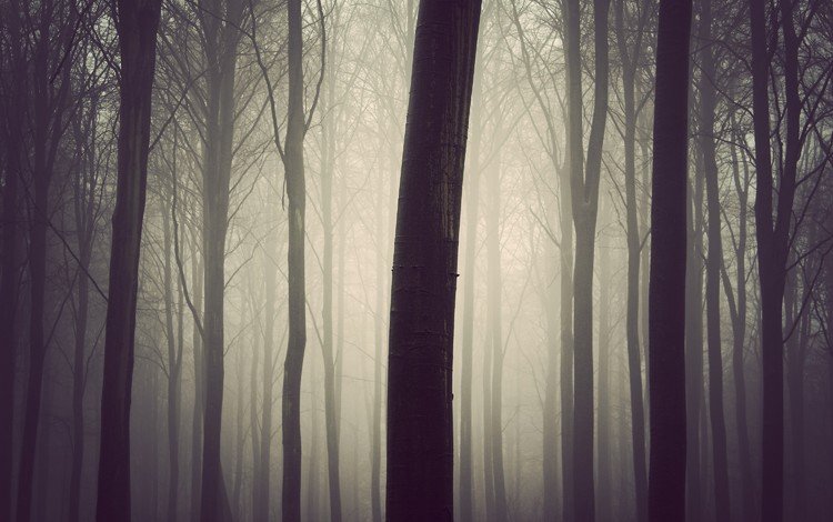 деревья, дерево, лес, туман, стволы, lдерево, trees, tree, forest, fog, trunks