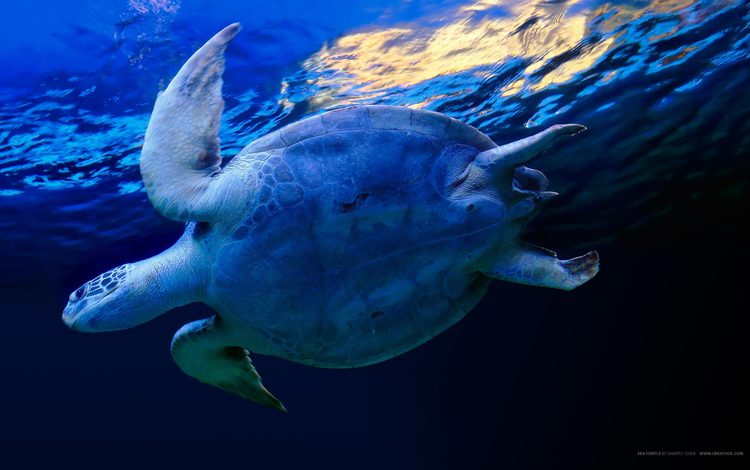 вода, синий, черепаха, water, blue, turtle