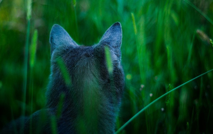кот, голубой, аватар, внимание, охотится, james cameron's cat, cat, blue, avatar, attention, hunts