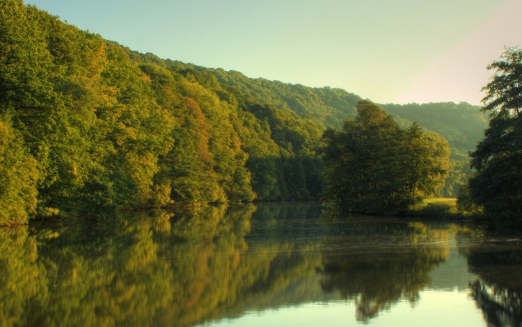 деревья, река, лес, trees, river, forest