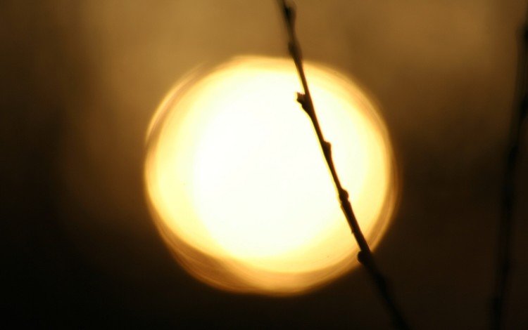 ветка, солнце, branch, the sun