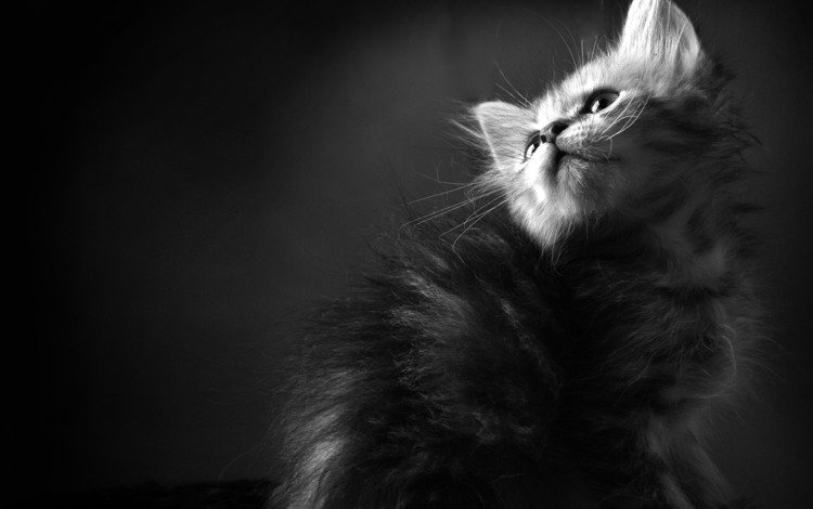 обои, кот, кошка, чёрно-белое, котенок, пушистый, кошки, чб, wallpaper, cat, black and white, kitty, fluffy, cats, bw