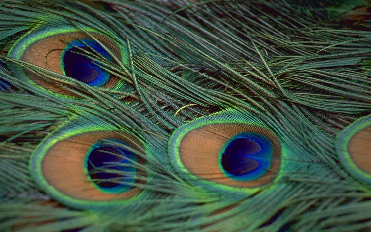 павлин, перья, peacock, feathers