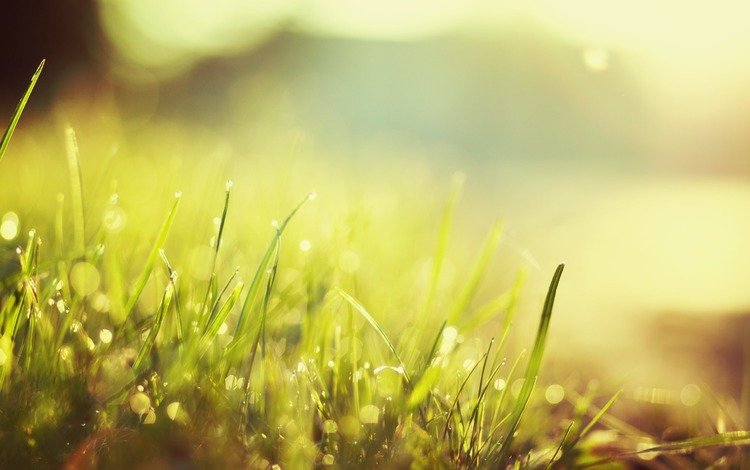 свет, трава, утро, роса, капли, picture perfect, light, grass, morning, rosa, drops