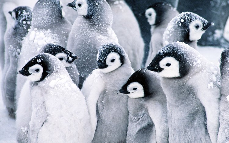 снег, пингвины, детские, snow, penguins, baby