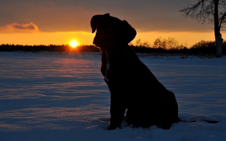 солнце, снег, закат, щенок, the sun, snow, sunset, puppy