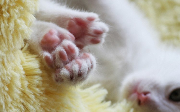 морда, кот, лапы, котенок, белый, лапки, face, cat, paws, kitty, white, legs