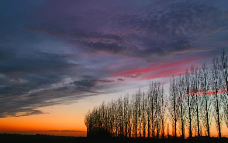 небо, деревья, закат, the sky, trees, sunset