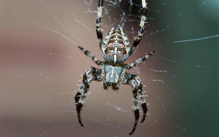 паук, паутина, spider, web
