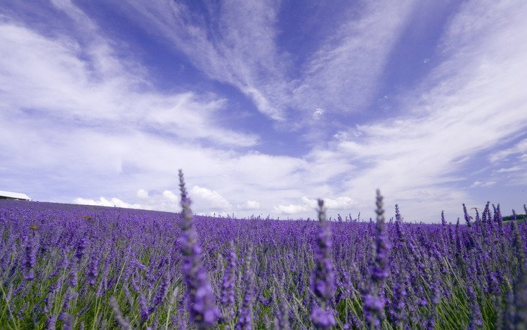 небо, цветы, облака, природа, поле, лаванда, the sky, flowers, clouds, nature, field, lavender