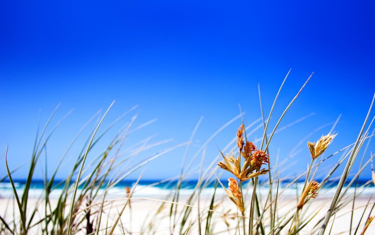 трава, пляж, горизонт, grass, beach, horizon