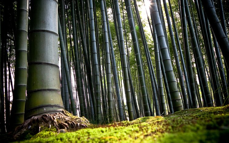 япония, киото, бамбук, japan, kyoto, bamboo