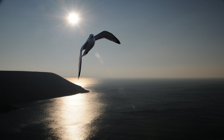 солнце, море, чайка, the sun, sea, seagull