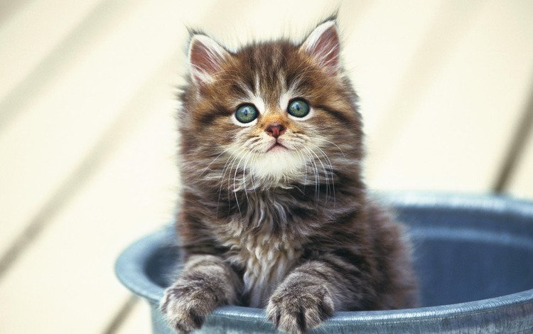 котенок, маленький, пушистый, в ведре, kitty, small, fluffy, in the bucket
