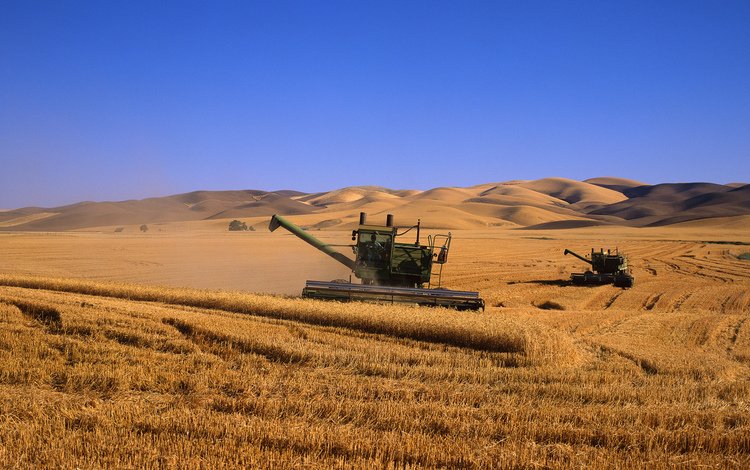 поле, комбаины, пшеница, field, kombain, wheat