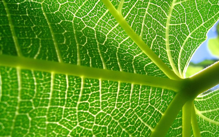 зелёный, макро, лист, прожилки, растение, green, macro, sheet, veins, plant