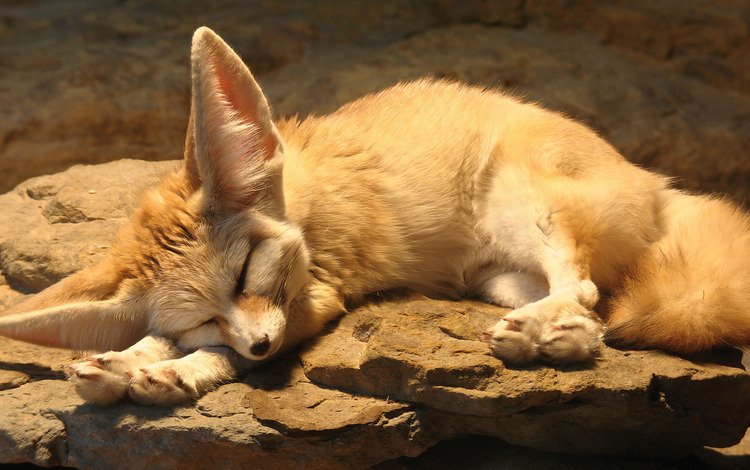 спит, фенек, лисица, ушки, отдыхает, sleeping, fenech, fox, ears, resting