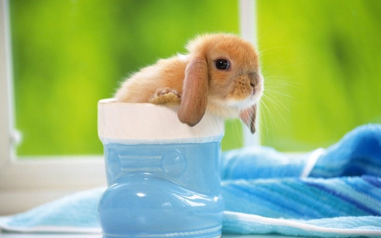 кролик, уши, башмачок, rabbit, ears, slipper