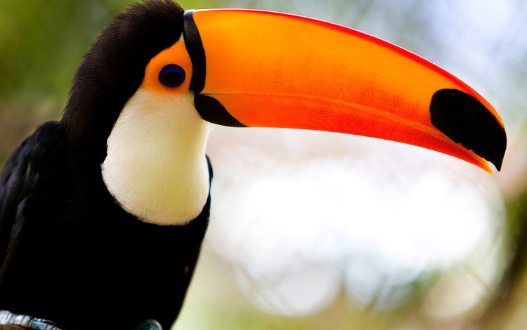 красота, птица, тукан, клюв, экзотические птицы, beauty, bird, toucan, beak, exotic birds
