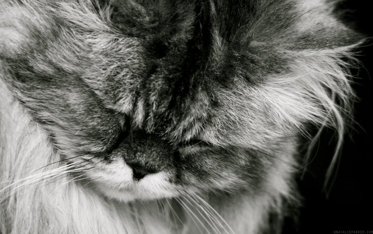 кот, мордочка, усы, кошка, взгляд, чёрно-белое, пушистый, спит, cat, muzzle, mustache, look, black and white, fluffy, sleeping