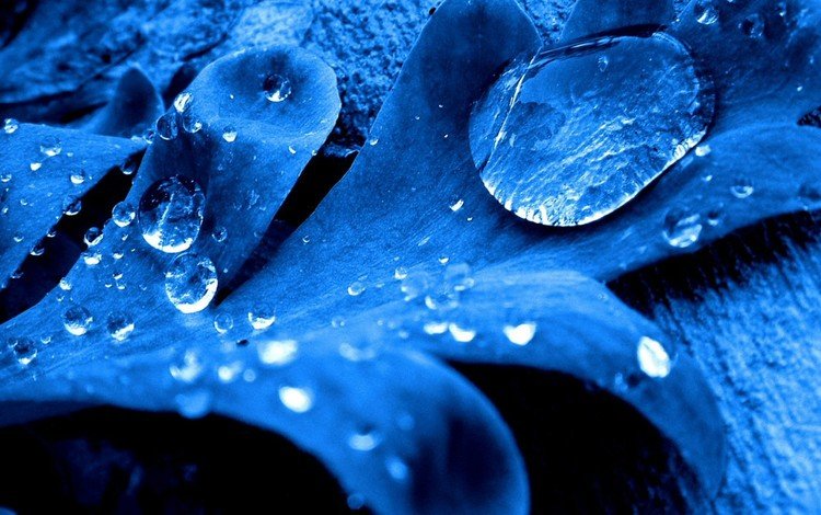 синий, капли, лист, blue, drops, sheet