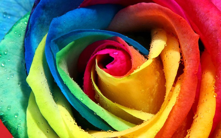 роса, роза, лепестки, разноцветная, радужная, бутон, rosa, rose, petals, colorful, rainbow, bud