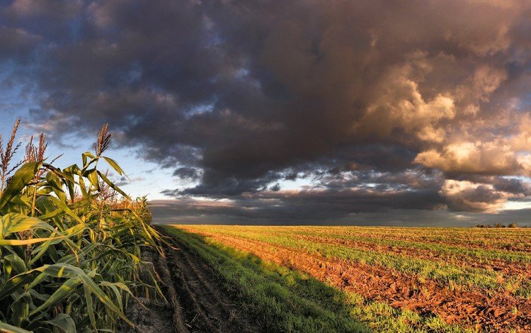 облака, поле, кукуруза, clouds, field, corn