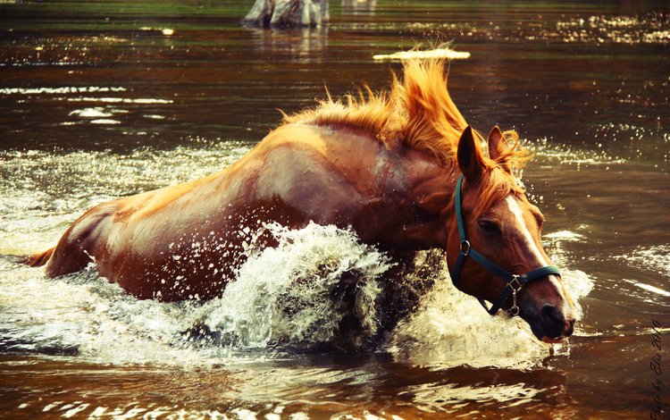 лошадь, вода, озеро, брызги, всплеск, крокодил догоняет, horse, water, lake, squirt, splash, crocodile catches