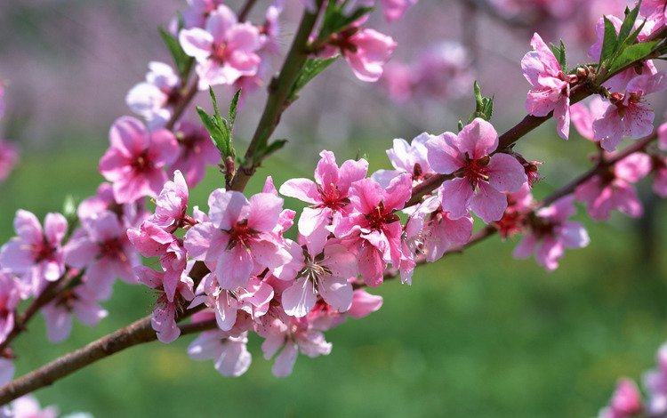 цветы, ветка, макро, весна, розовый, абрикос, flowers, branch, macro, spring, pink, apricot