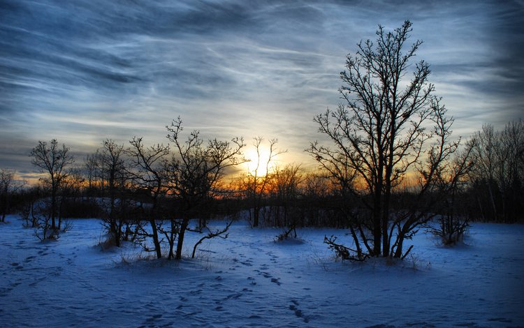 деревья, вечер, снег, природа, закат, зима, пейзаж, мороз, trees, the evening, snow, nature, sunset, winter, landscape, frost